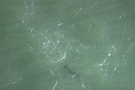 Missing Picture
